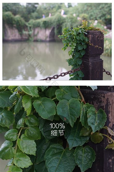 攀附植物|盘点